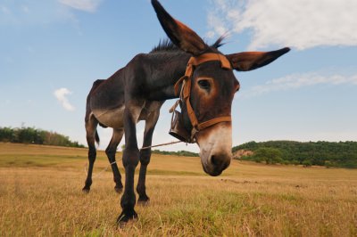 donkey