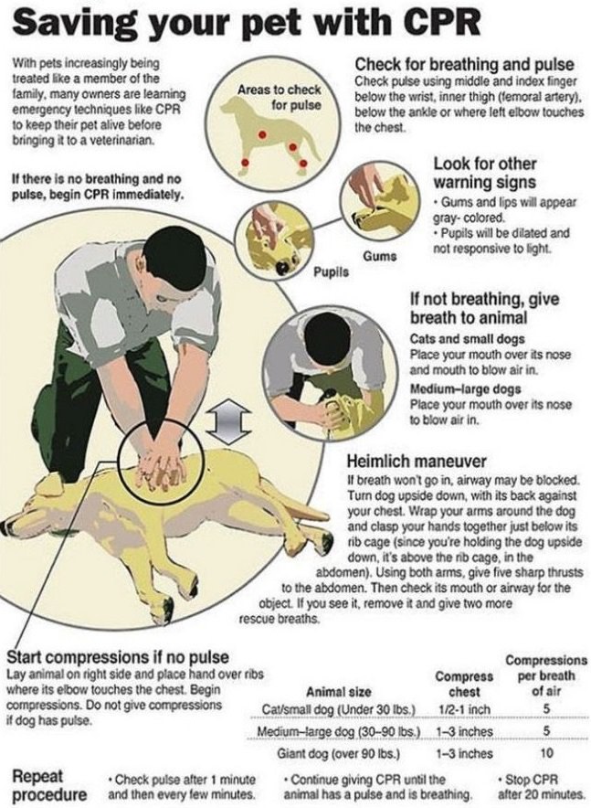 14 Tips for Dog Owners