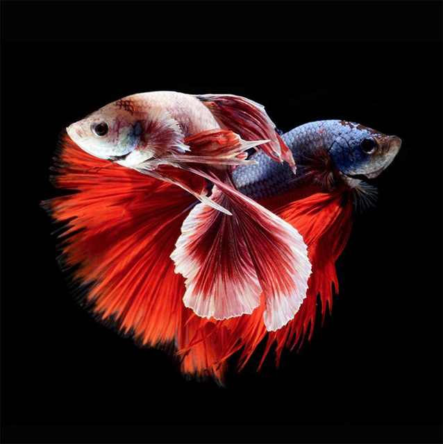 siamese fighting fish