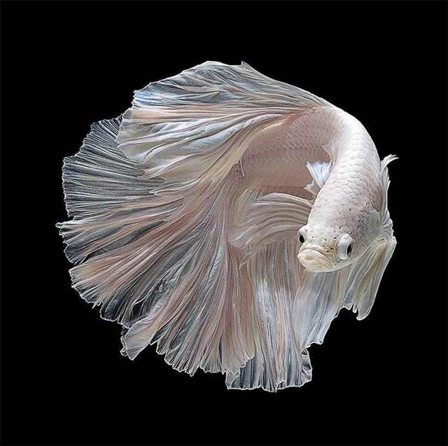 siamese fighting fish