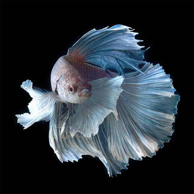 siamese fighting fish