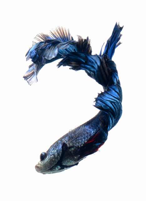 siamese fighting fish