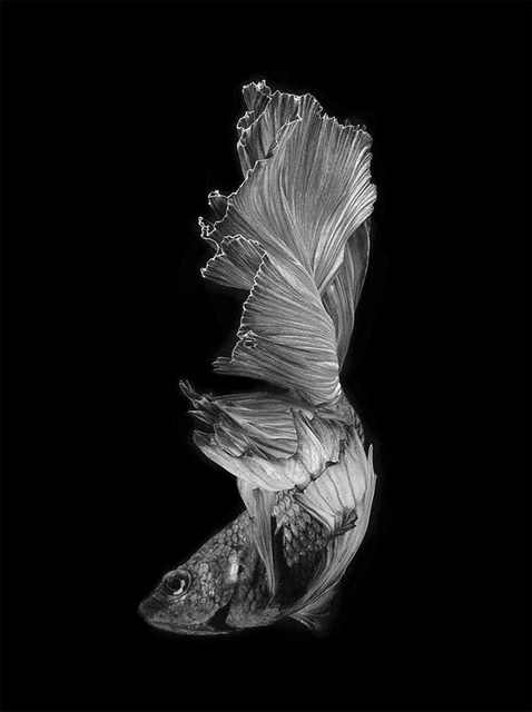 siamese fighting fish