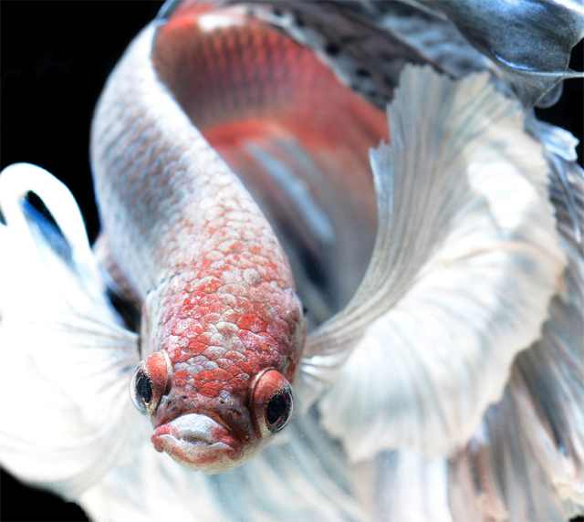 siamese fighting fish