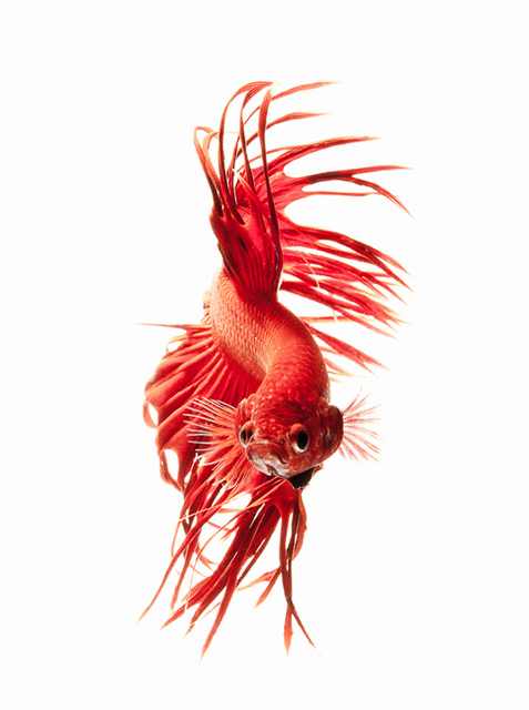 siamese fighting fish