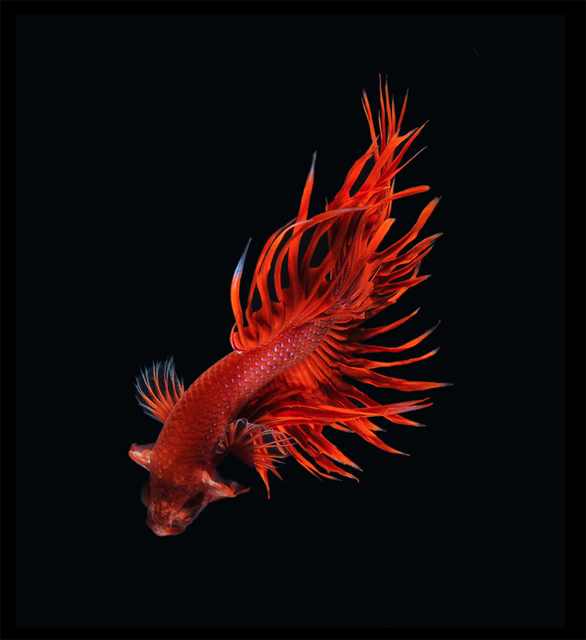 siamese fighting fish