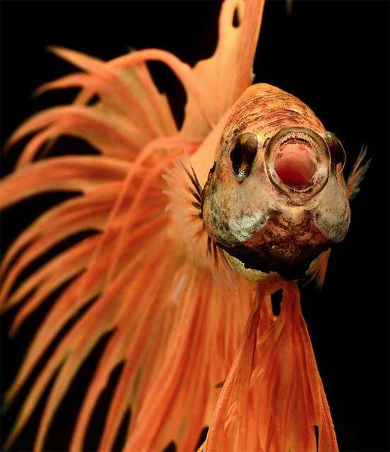 siamese fighting fish