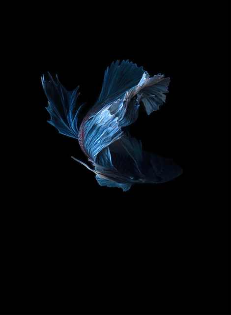 siamese fighting fish