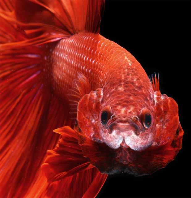 siamese fighting fish