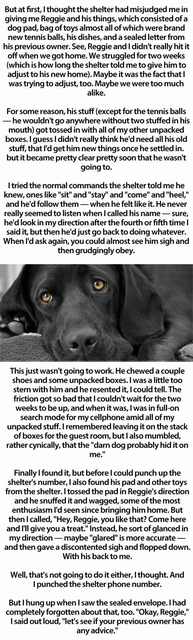 touching story dog