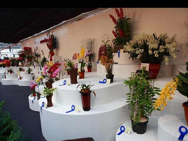 orchid festival