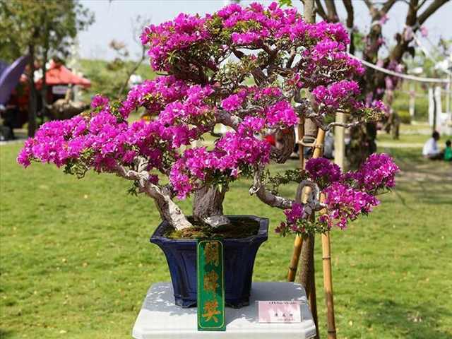 orchid festival