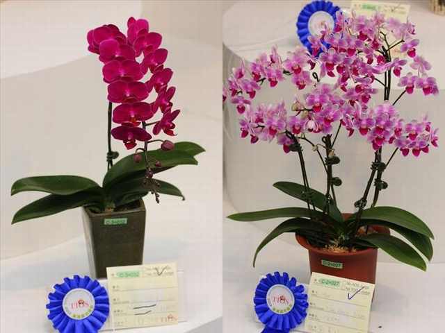 orchid festival