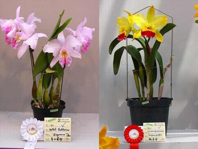 orchid festival