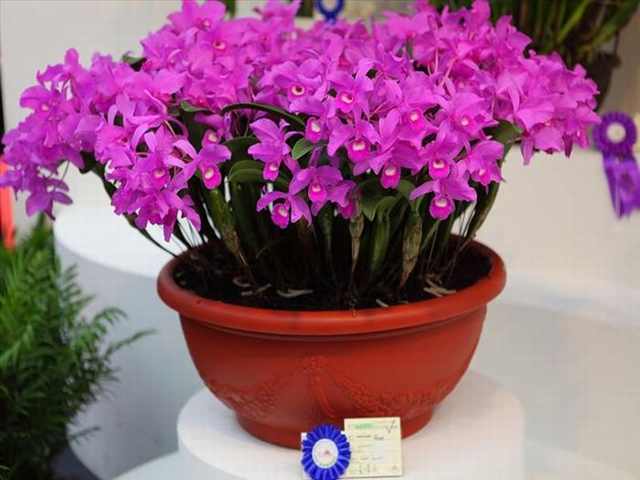 orchid festival