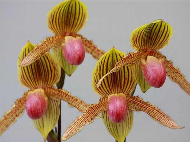 orchid festival