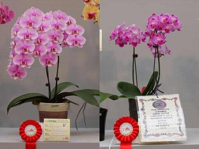 orchid festival