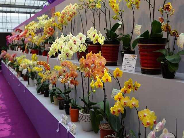 orchid festival