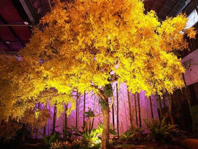 orchid festival