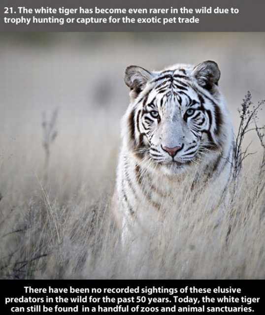 tiger  facts