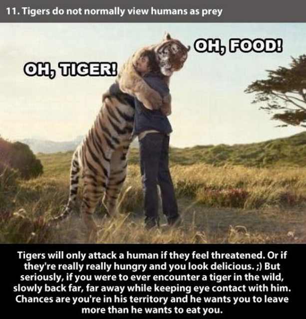 tiger facts