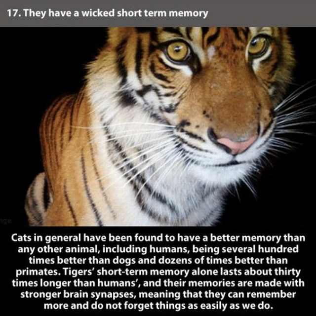 tiger facts