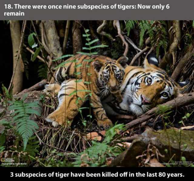 tiger  facts