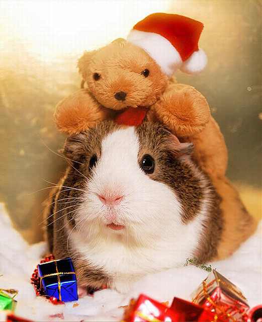 christmas animals