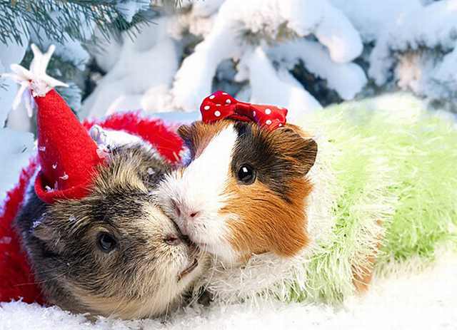 christmas animals