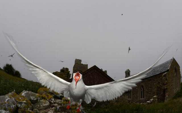 puffins on farne island