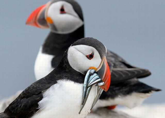 puffins on farne island