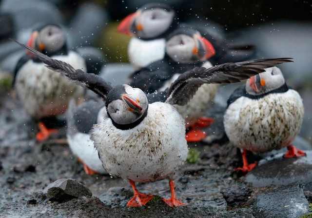 puffins on farne island