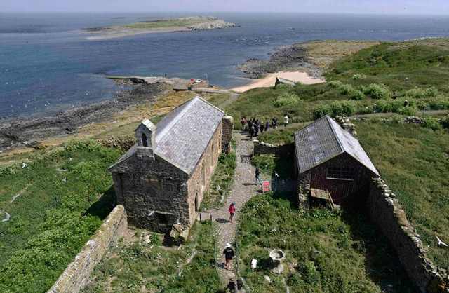 puffins on farne island
