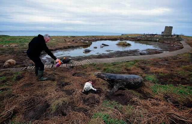 puffins on farne island