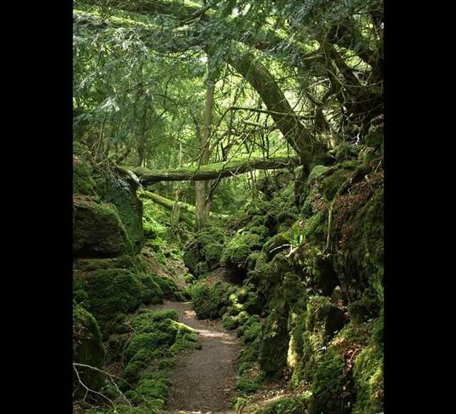 puzzlewood forest photos