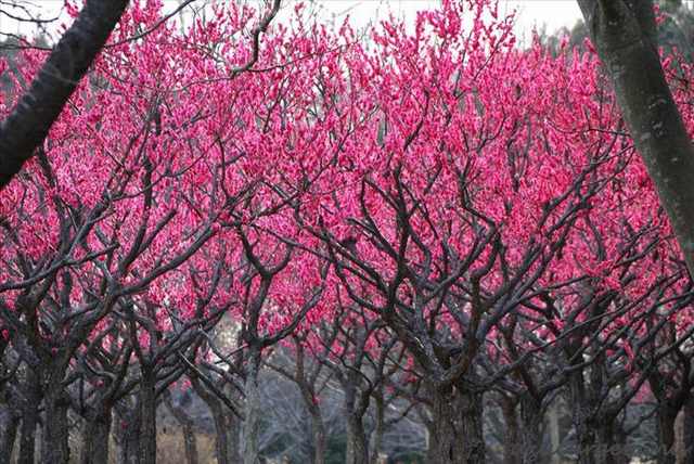 Japanese trees