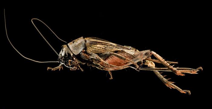 incredible insect photos