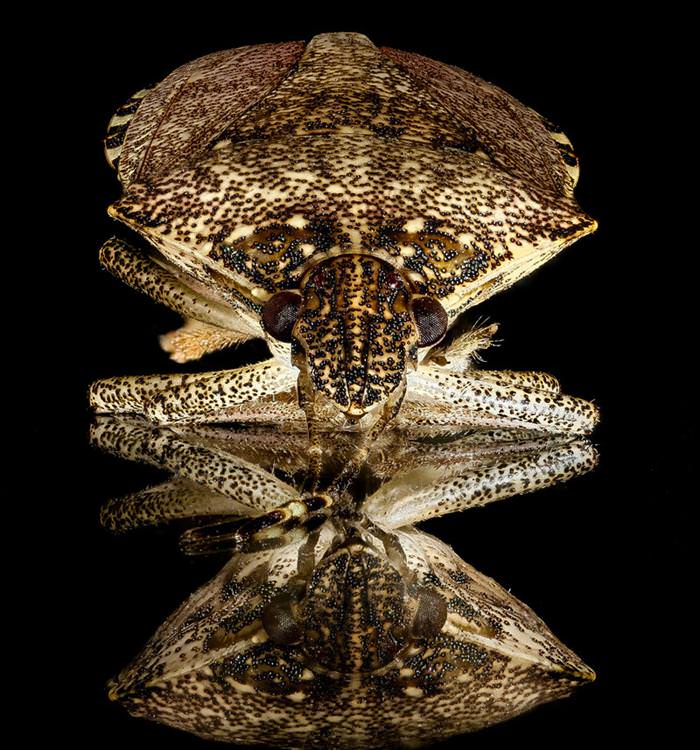 incredible insect photos