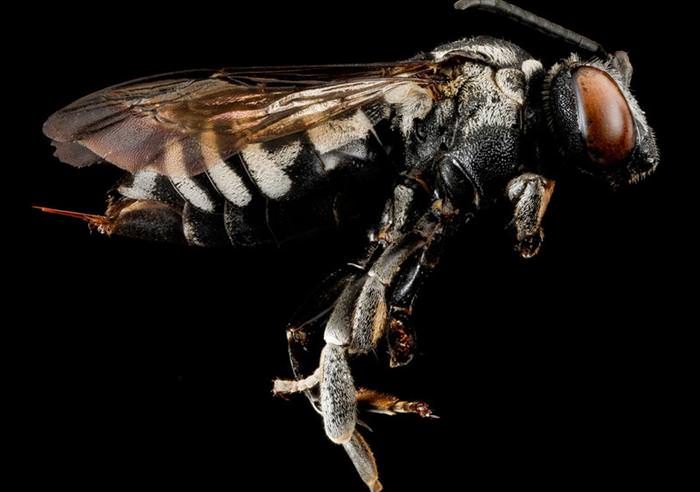 incredible insect photos