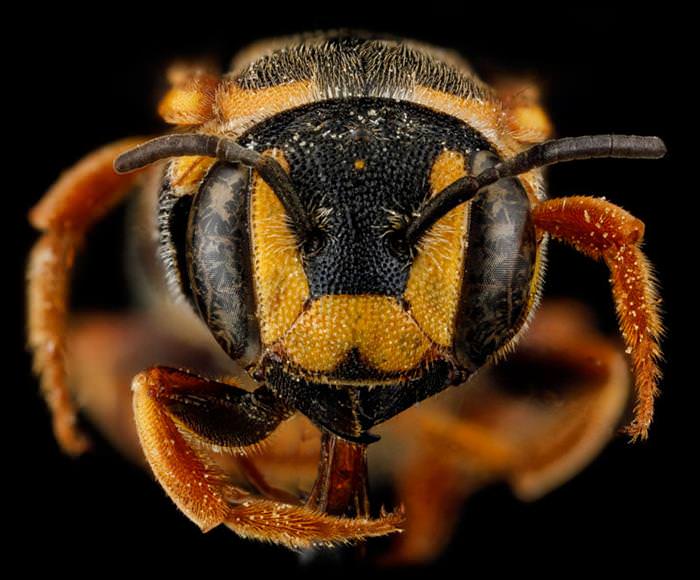 incredible insect photos