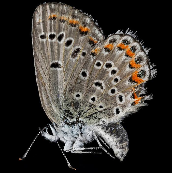 incredible insect photos