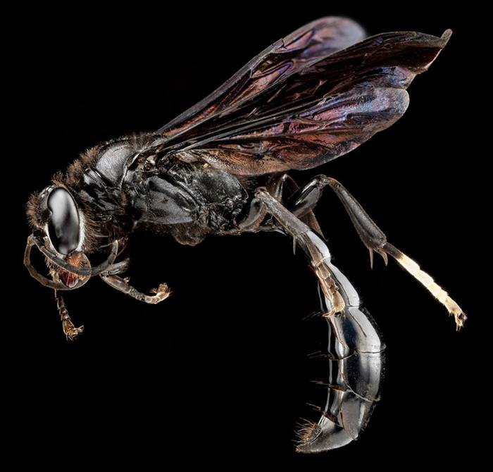 incredible insect photos