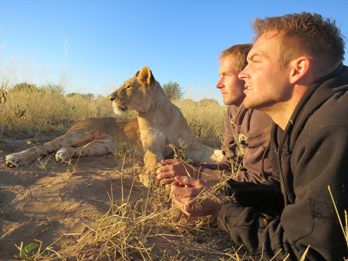 lion encounters