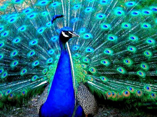 photo of peacock