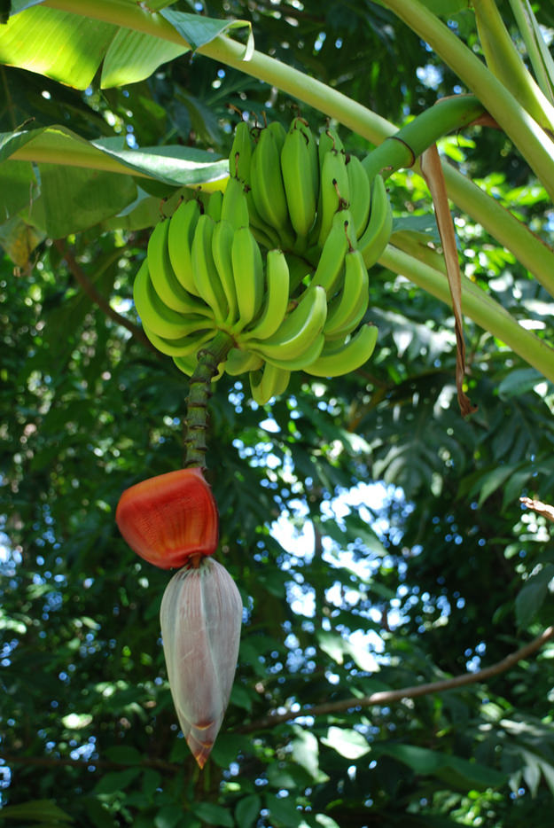 fruits and veggies