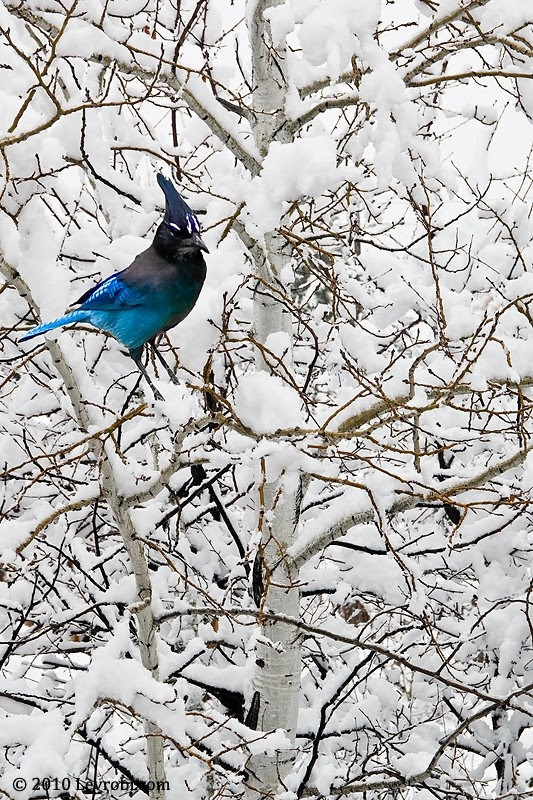 snowy beauty