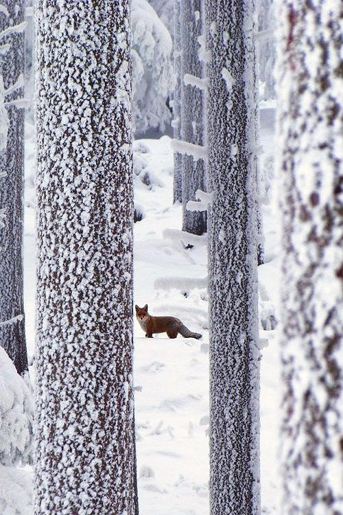 snowy beauty