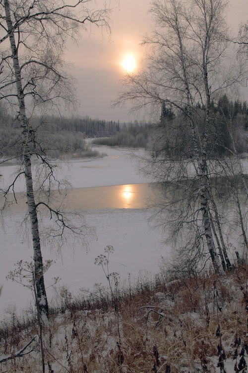 snowy beauty