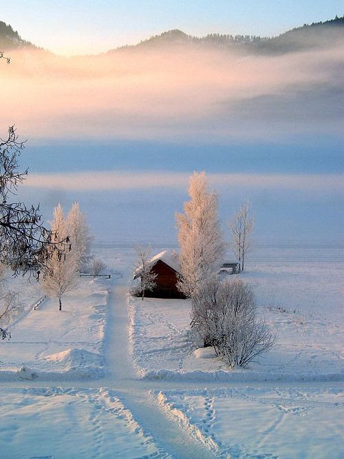 snowy beauty