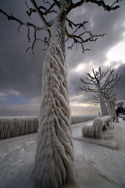 snowy beauty